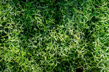 Kapalı ya da açık hava dekorasyonu için yapay çiçekler, farklı desen biçimleri, arkaplan ya da arkaplan ve genel amaçlar için kullanılır.