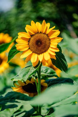 Güneşli bir günde, doğal bir geçmişi olan güzel bir ayçiçeği..