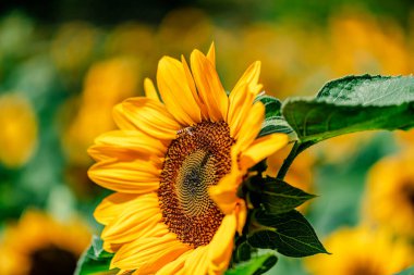 Güneşli bir günde, doğal bir geçmişi olan güzel bir ayçiçeği..