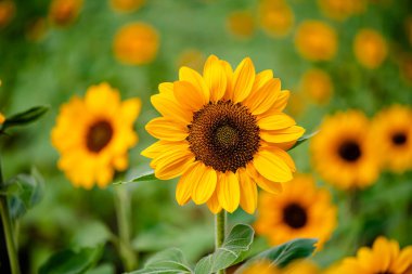 Güneşli bir günde, doğal bir geçmişi olan güzel bir ayçiçeği..