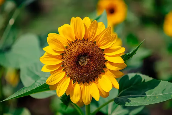 Güneşli bir günde, doğal bir geçmişi olan güzel bir ayçiçeği..