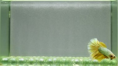 Beta balığı yarım ay, kruvazör, yarım ay plakası, dumbo HM ve Tayland 'dan farklı renk ve stillerde izleme kuyruğu, izole edilmiş siyah, mavi ya da gri arka planda, Siyam dövüş balığı.