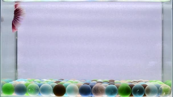ベッタフィッシュハーフムーン クラウンテール ハーフムーンプラカット ダンボHm スタイルの異なるタイのベールチル 孤立した黒 青または灰色の背景でシアムの戦闘魚 — ストック動画