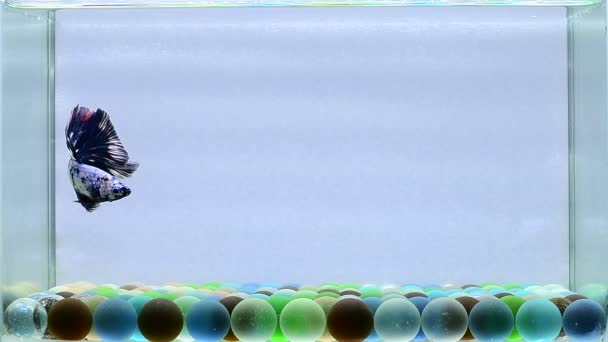 泰国产的半月形 冠尾鱼 半月形长尾鱼 燕尾鱼和燕尾鱼 色彩斑斓 风格各异 暹罗战斗鱼 背景为孤立的黑色 蓝色或灰色 — 图库视频影像