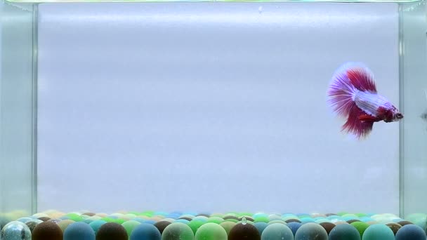 ベッタフィッシュハーフムーン クラウンテール ハーフムーンプラカット ダンボHm スタイルの異なるタイのベールチル 孤立した黒 青または灰色の背景でシアムの戦闘魚 — ストック動画