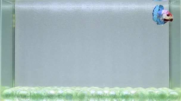 泰国产的半月形 冠尾鱼 半月形长尾鱼 燕尾鱼和燕尾鱼 色彩斑斓 风格各异 暹罗战斗鱼 背景为孤立的黑色 蓝色或灰色 — 图库视频影像