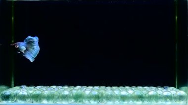 Beta balığı yarım ay, kruvazör, yarım ay plakası, dumbo HM ve Tayland 'dan farklı renk ve stillerde izleme kuyruğu, izole edilmiş siyah, mavi ya da gri arka planda, Siyam dövüş balığı.