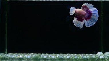 Beta balığı yarım ay, kruvazör, yarım ay plakası, dumbo HM ve Tayland 'dan farklı renk ve stillerde izleme kuyruğu, izole edilmiş siyah arka planda Siyam dövüşen balığı..