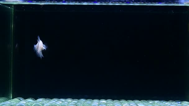 来自泰国的贝塔鱼半月板 冠尾板 半月板 哑巴Hm和尾板 颜色和风格各异 暹罗鱼在孤立的黑色背景下战斗 — 图库视频影像