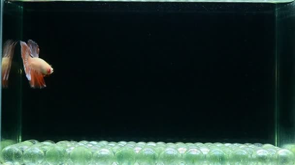 来自泰国的贝塔鱼半月板 冠尾板 半月板 哑巴Hm和尾板 颜色和风格各异 暹罗鱼在孤立的黑色背景下战斗 — 图库视频影像
