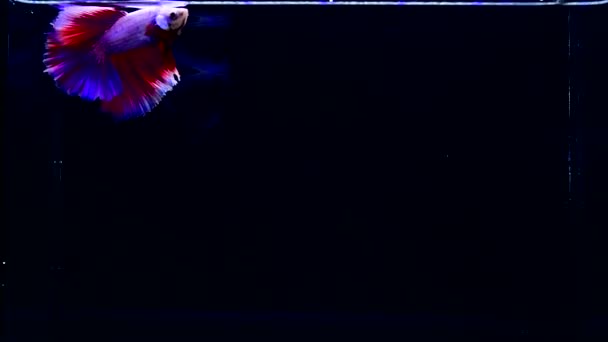 Betta Рыбы Полумесяц Кронтейлы Полумесяц Plakat Дамбо Фата Таиланда Различных — стоковое видео