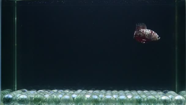 ベッタフィッシュハーフムーン クラウンテール ハーフムーンプラカット ダンボHm ベールチルタイの異なるカラーパターンとスタイル シアム戦魚 孤立した黒背景 — ストック動画