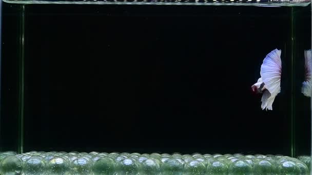Betta Μισοφέγγαρο Ψάρια Κορώνες Πλακάτ Μισοφέγγαρο Dumbo Και Πέπλο Από — Αρχείο Βίντεο