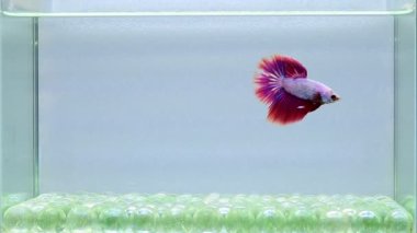 Beta balığı uzun kuyruk, kısa kuyruk, kısa kuyruk, örtü kuyruk, Tayland 'dan Vahşi Tür ve Dumbo, Siyah, Mavi veya Gri arka planda savaşan Siyam Balığı.