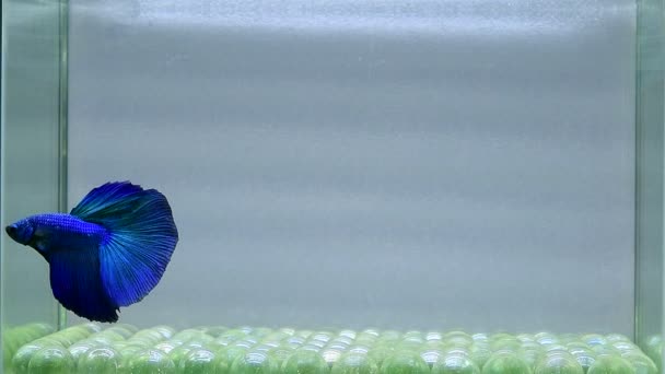 물고기 하프문 크라운 베아트릴 태국에서 파란색 배경에 시아마 물고기 — 비디오