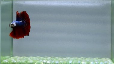 Beta balığı uzun kuyruk, kısa kuyruk, kısa kuyruk, örtü kuyruk, Tayland 'dan Vahşi Tür ve Dumbo, Siyah, Mavi veya Gri arka planda savaşan Siyam Balığı.