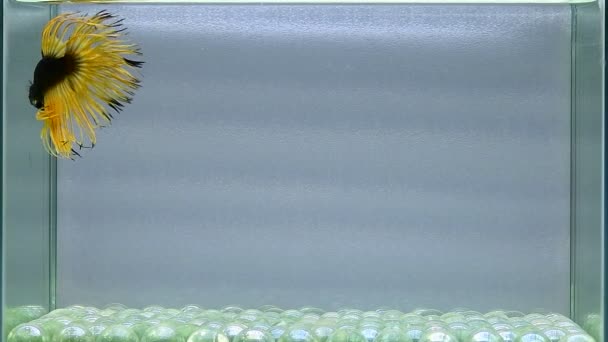 Бетта Рыба Полулунный Длинный Хвост Короткий Хвост Крутохвост Хвост Дикий — стоковое видео