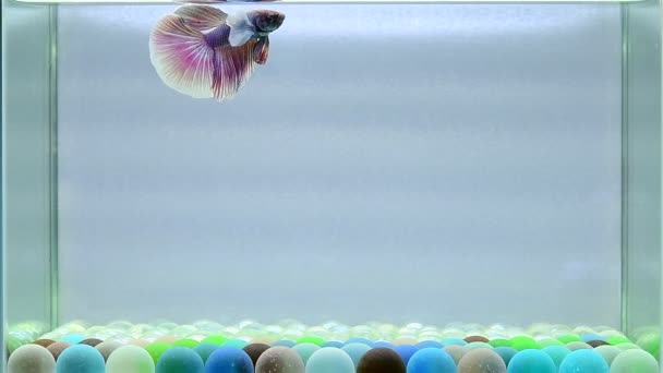 Betta Fisk Halvmåne Lång Svans Kort Svans Crowntails Veiltail Wild — Stockvideo