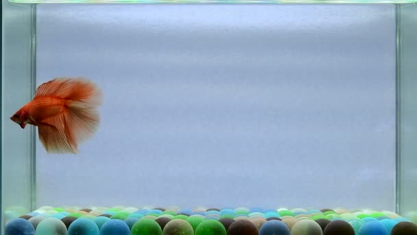 Риба Бетта Напівмісяць Довгий Хвіст Короткий Хвіст Коронні Хвости Вейніл — стокове відео