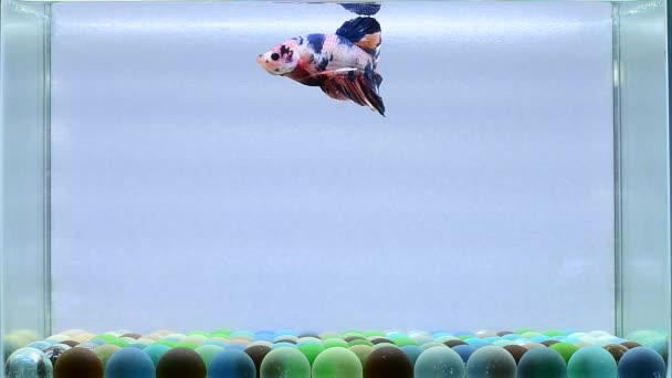 Риба Бетта Напівмісяць Довгий Хвіст Короткий Хвіст Коронні Хвости Вейніл — стокове відео