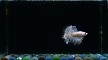 Beta balığı uzun kuyruk, kısa kuyruk, Crowntail ve Dumbo Tayland 'dan izole edilmiş Siyah, Mavi ya da Gri arka planda savaşan Siyam balığı.