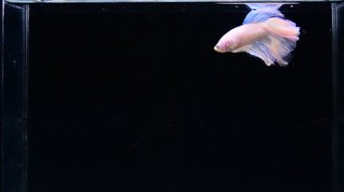 Beta balığı uzun kuyruk, kısa kuyruk, Crowntail ve Dumbo Tayland 'dan izole edilmiş Siyah, Mavi ya da Gri arka planda savaşan Siyam balığı.