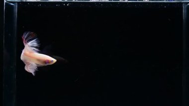 Beta balığı uzun kuyruk, kısa kuyruk, Crowntail ve Dumbo Tayland 'dan izole edilmiş Siyah, Mavi ya da Gri arka planda savaşan Siyam balığı.