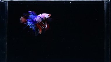 Beta balığı uzun kuyruk, kısa kuyruk, Crowntail ve Dumbo Tayland 'dan izole edilmiş Siyah, Mavi ya da Gri arka planda savaşan Siyam balığı.