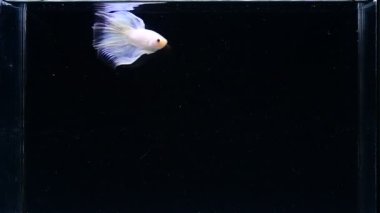 Beta balığı uzun kuyruk, kısa kuyruk, Crowntail ve Dumbo Tayland 'dan izole edilmiş Siyah, Mavi ya da Gri arka planda savaşan Siyam balığı.
