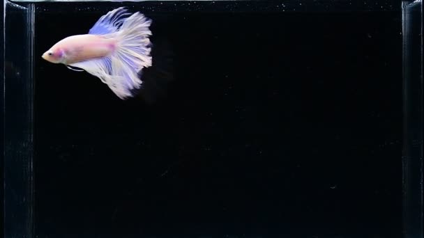 ベッタ魚ハーフムーンロングテール ショートテール クラウンテール タイシアムのダンボ孤立した黒 ブルーまたはグレーの背景で戦う魚 — ストック動画