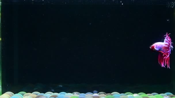 태국에서 물고기 크라운 꼬리와 Siamese 파란색 배경에 물고기 — 비디오