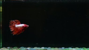 Beta balığı uzun kuyruk, kısa kuyruk, Crowntail ve Dumbo Tayland 'dan izole edilmiş Siyah, Mavi ya da Gri arka planda savaşan Siyam balığı.