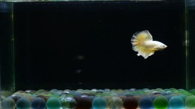 Beta balığı uzun kuyruk, kısa kuyruk, Crowntail ve Dumbo Tayland 'dan izole edilmiş Siyah, Mavi ya da Gri arka planda savaşan Siyam balığı.