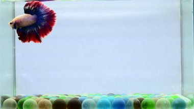 Beta balığı uzun kuyruk, kısa kuyruk, Crowntail ve Dumbo Tayland 'dan izole edilmiş Siyah, Mavi ya da Gri arka planda savaşan Siyam balığı.