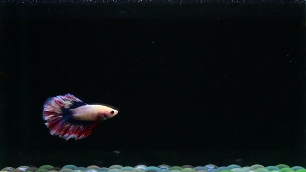 Betta Fisk Halvmåne Lång Svans Kort Svans Crowntails Och Dumbo — Stockvideo