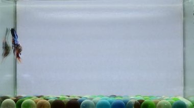 Beta balığı uzun kuyruk, kısa kuyruk, Crowntail ve Dumbo Tayland 'dan izole edilmiş Siyah, Mavi ya da Gri arka planda savaşan Siyam balığı.