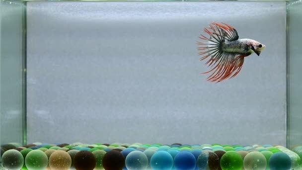 Betta Fisk Halvmåne Lång Svans Kort Svans Crowntails Och Dumbo — Stockvideo