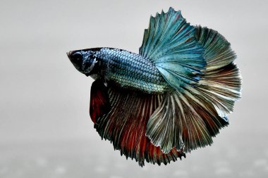 Beta balığı uzun kuyruk, kısa kuyruk, Crowntail ve Dumbo Tayland 'dan izole edilmiş Siyah, Mavi ya da Gri arka planda savaşan Siyam balığı.