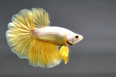 Beta balığı uzun kuyruk, kısa kuyruk, Crowntail ve Dumbo Tayland 'dan izole edilmiş Siyah, Mavi ya da Gri arka planda savaşan Siyam balığı.