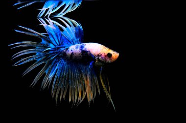 Beta balığı uzun kuyruk, kısa kuyruk, Crowntail ve Dumbo Tayland 'dan izole edilmiş Siyah, Mavi ya da Gri arka planda savaşan Siyam balığı.