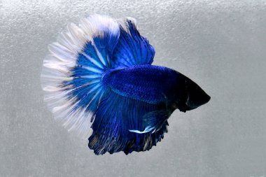 Beta balığı uzun kuyruk, kısa kuyruk, Crowntail ve Dumbo Tayland 'dan izole edilmiş Siyah, Mavi ya da Gri arka planda savaşan Siyam balığı.