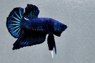 Beta balığı uzun kuyruk, kısa kuyruk, Crowntail ve Dumbo Tayland 'dan izole edilmiş Siyah, Mavi ya da Gri arka planda savaşan Siyam balığı.