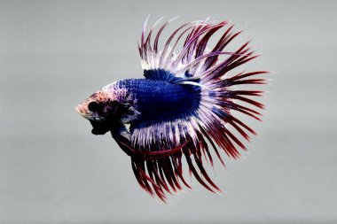 Beta balığı uzun kuyruk, kısa kuyruk, Crowntail ve Dumbo Tayland 'dan izole edilmiş Siyah, Mavi ya da Gri arka planda savaşan Siyam balığı.