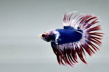 Beta balığı uzun kuyruk, kısa kuyruk, Crowntail ve Dumbo Tayland 'dan izole edilmiş Siyah, Mavi ya da Gri arka planda savaşan Siyam balığı.