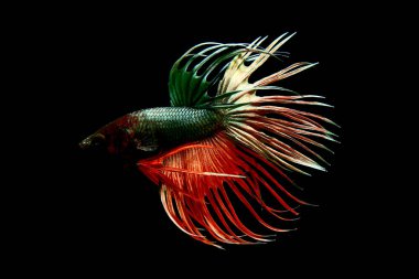 Beta balığı uzun kuyruk, kısa kuyruk, Crowntail ve Dumbo Tayland 'dan izole edilmiş Siyah, Mavi ya da Gri arka planda savaşan Siyam balığı.