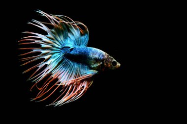 Beta balığı uzun kuyruk, kısa kuyruk, Crowntail ve Dumbo Tayland 'dan izole edilmiş Siyah, Mavi ya da Gri arka planda savaşan Siyam balığı.