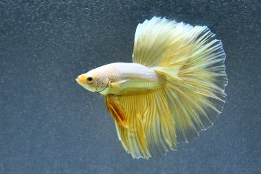 Beta balığı uzun kuyruk, kısa kuyruk, Crowntail ve Dumbo Tayland 'dan izole edilmiş Siyah, Mavi ya da Gri arka planda savaşan Siyam balığı.