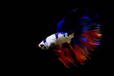 Beta balığı uzun kuyruk, kısa kuyruk, Crowntail ve Dumbo Tayland 'dan izole edilmiş Siyah, Mavi ya da Gri arka planda savaşan Siyam balığı.