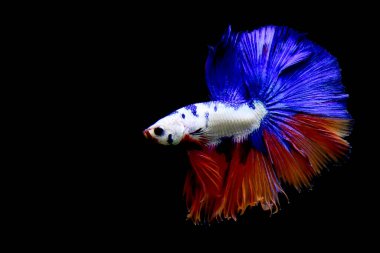 Beta balığı uzun kuyruk, kısa kuyruk, Crowntail ve Dumbo Tayland 'dan izole edilmiş Siyah, Mavi ya da Gri arka planda savaşan Siyam balığı.