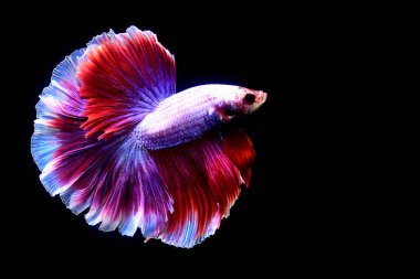 Beta balığı uzun kuyruk, kısa kuyruk, Crowntail ve Dumbo Tayland 'dan izole edilmiş Siyah, Mavi ya da Gri arka planda savaşan Siyam balığı.